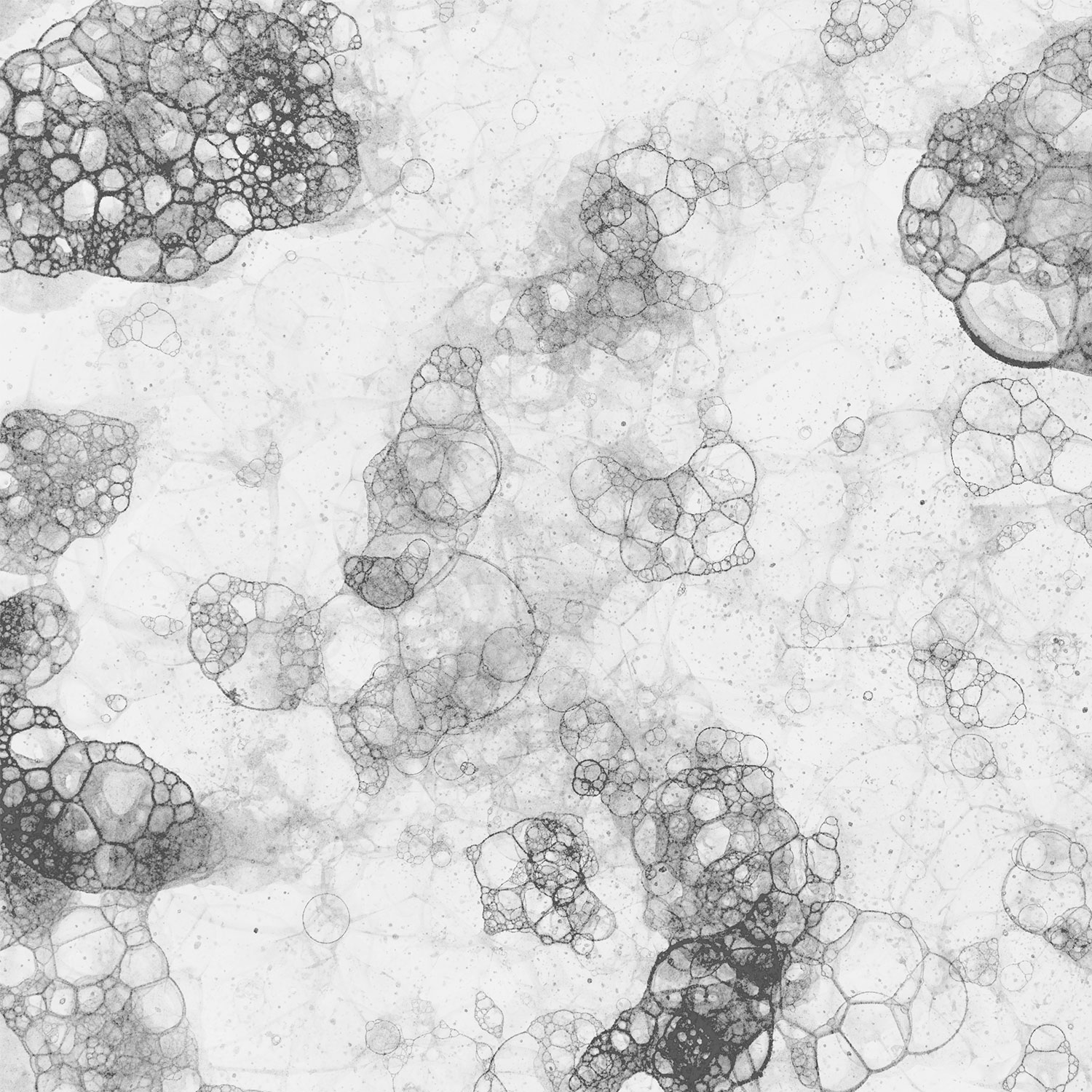 Prévenir et Éliminer la Moisissure dans Votre Évier: Conseils Essentiels pour une Cuisine Propre et Saine